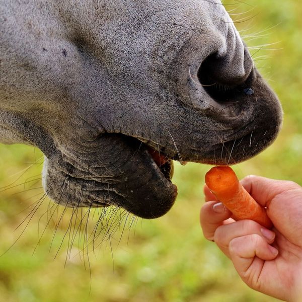 The Role of Fiber in Equine Nutrition.Image1.jpg