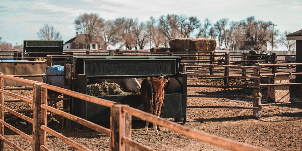 The Science Behind Feeding Smaller Meals with HayBox Feeder header.png