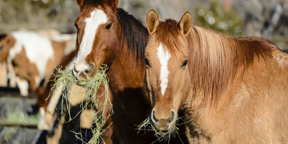 M37915 - Blog - Making Feeding Time a Breeze with the HayBox Horse Feeder - Hero.jpg