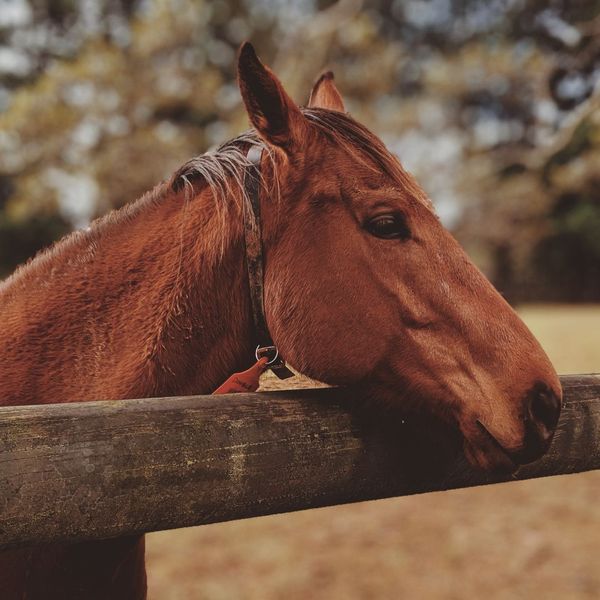 The Importance of Regular Feeding Time for Horses - 4.jpg