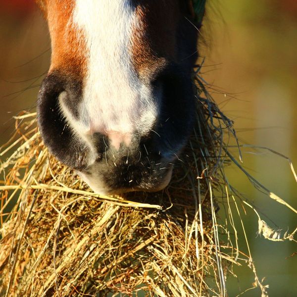 Why HayBox Feeder is the Smart Choice for Horse Health and Well-Being1.jpg