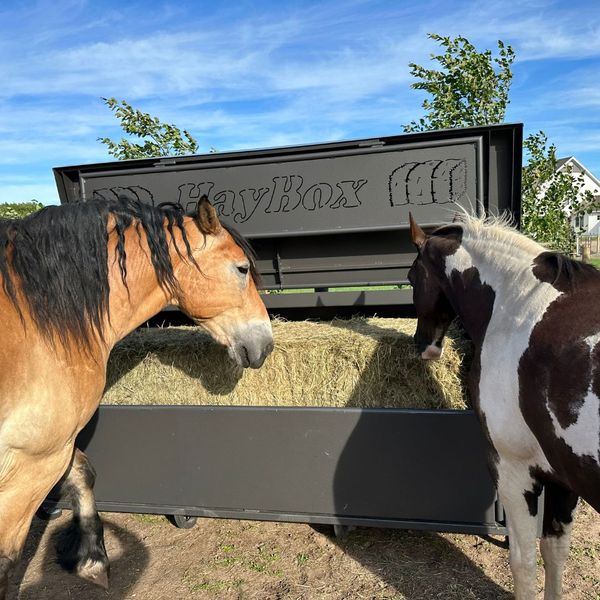 horses feeding