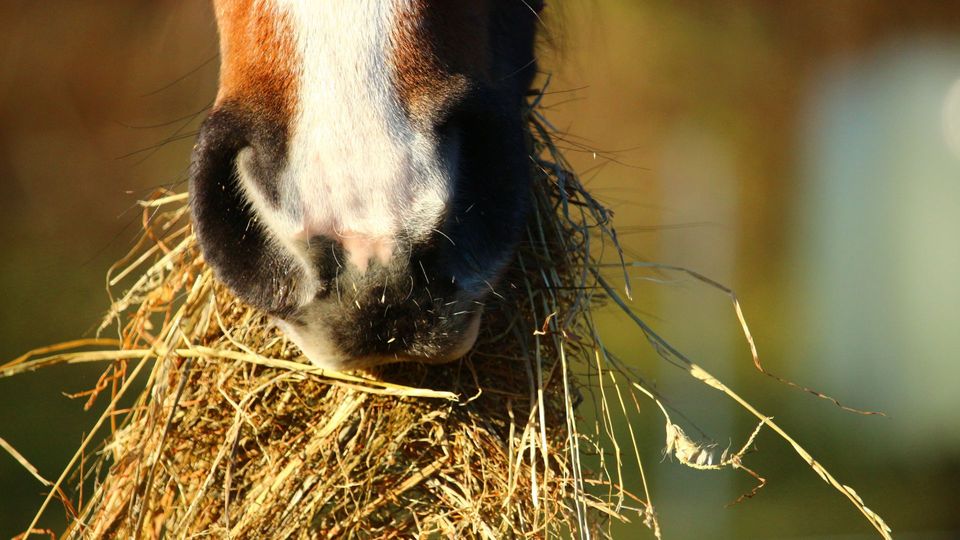 Horse eating hay. 