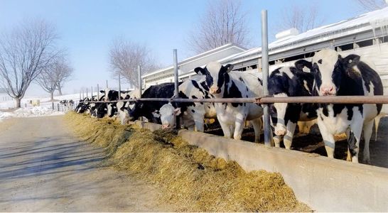 Feeding Cows - Gallery page.jpg