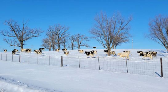 Cows in Snow - Gallery page.jpg