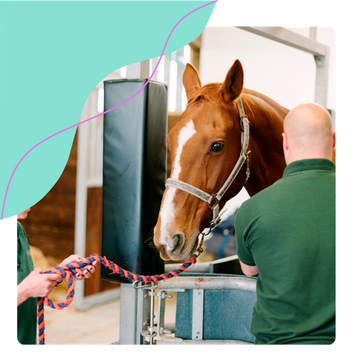 horse massage 