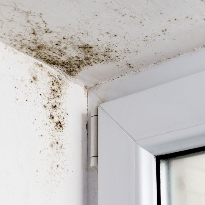 mold in the corner of home