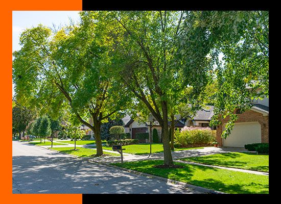 healthy trees in front yard