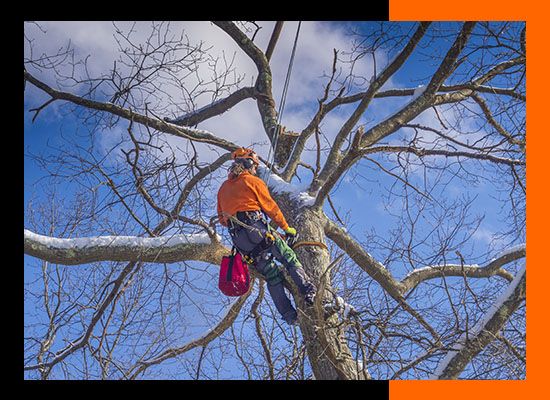 man trimming a tree