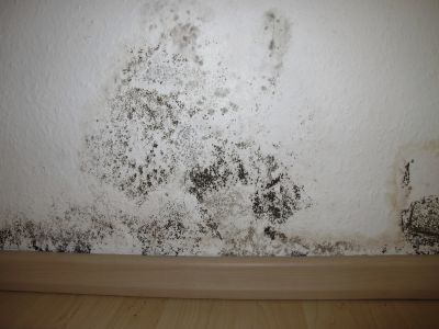 Mole on drywall.