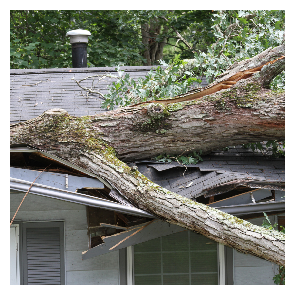 A tree on a damaged roof