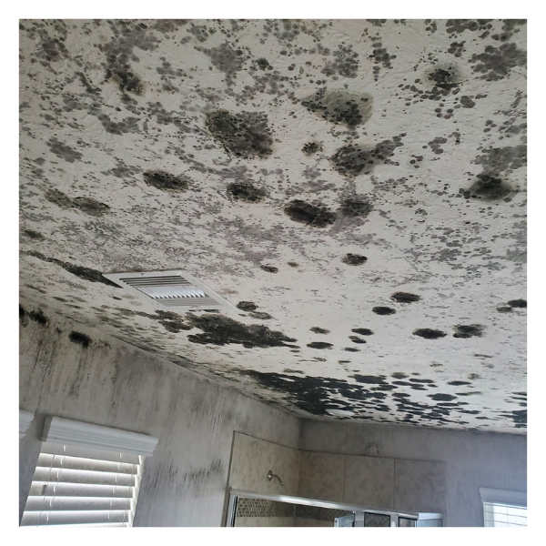 Black mold on a residential ceiling