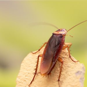 american cockroach on a rock