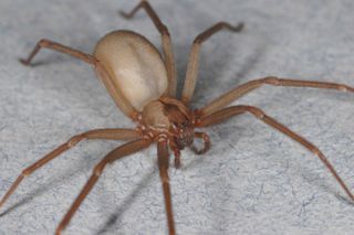 brown_recluse_photo_credit_live_science.jpg
