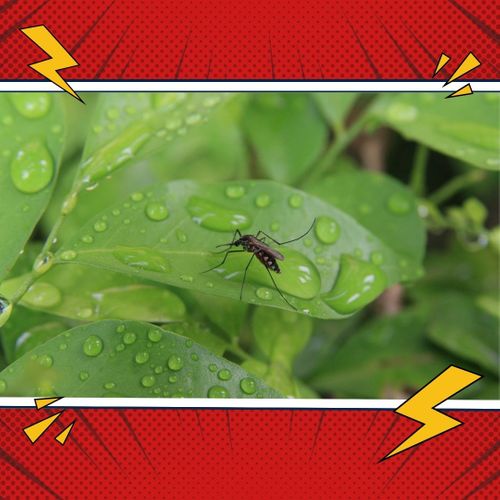 mosquito4.jpg