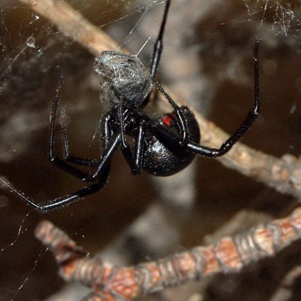 a black widow spider in a corner of a garage blackwidow.jpg
