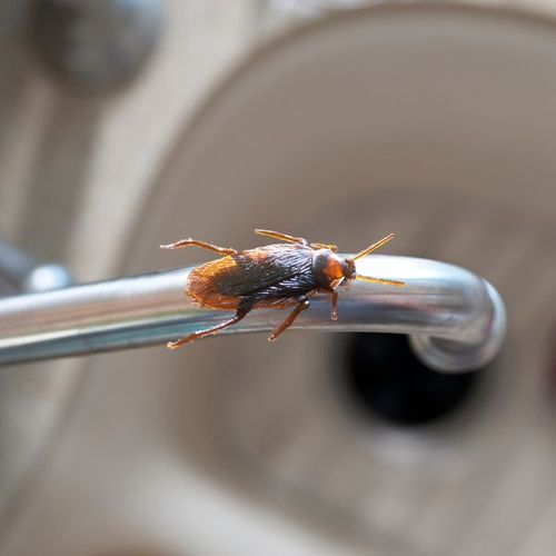 roaches.jpg