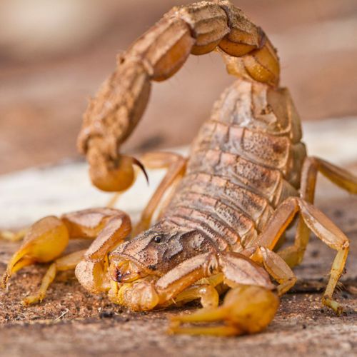 scorpion