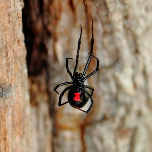 black widow spider