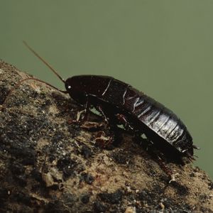 oriental cockroach on wood surface