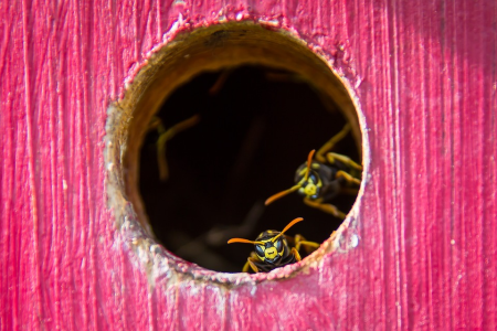 WASP_IN_WALL-RS.png