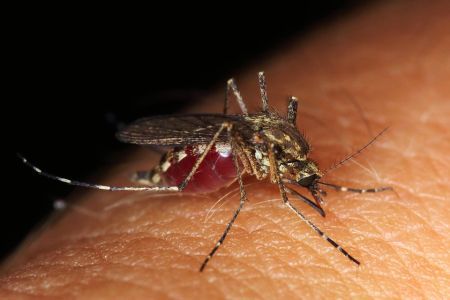 mosquito_on_person-RS.jpg