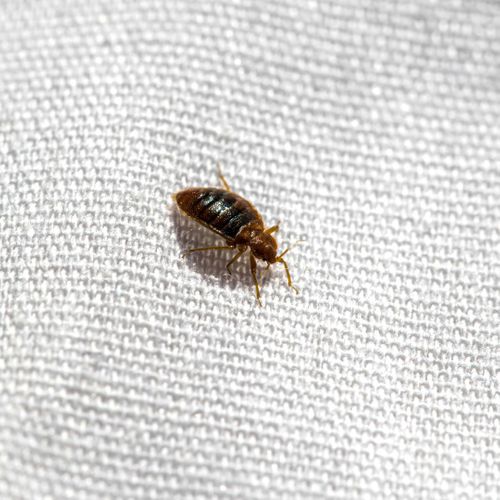 Bed Bugs (2).jpg