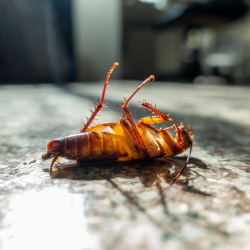 Dead cockroach