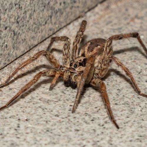 spider1.jpg