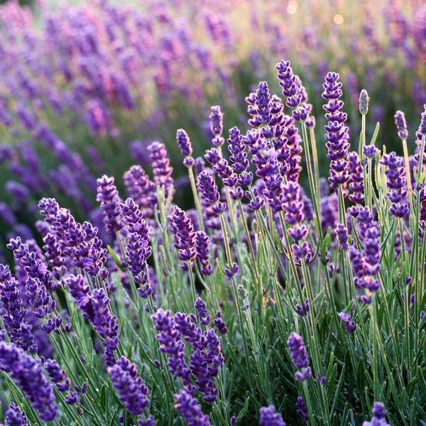 lavender.jpg