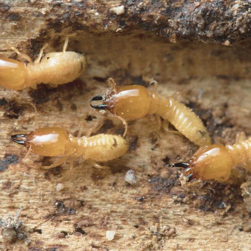 Services Termites.jpg