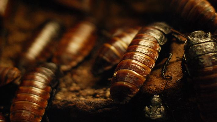 cockroaches.jpg