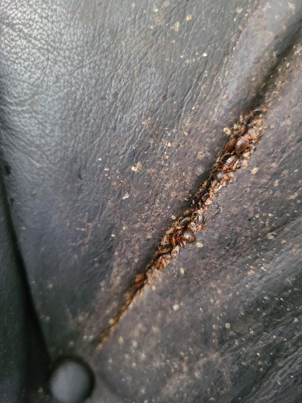 Bed Bugs 1.jpg
