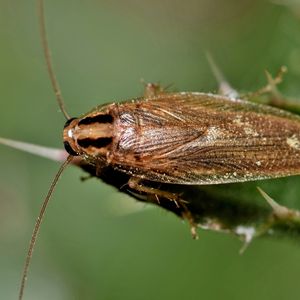 german cockroach on a leaf