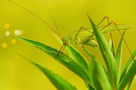 grasshopper-RS.jpg