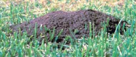 fire_ant_mound_photo_credit_University_of_Arkansas_Extension_Office-RS.jpg