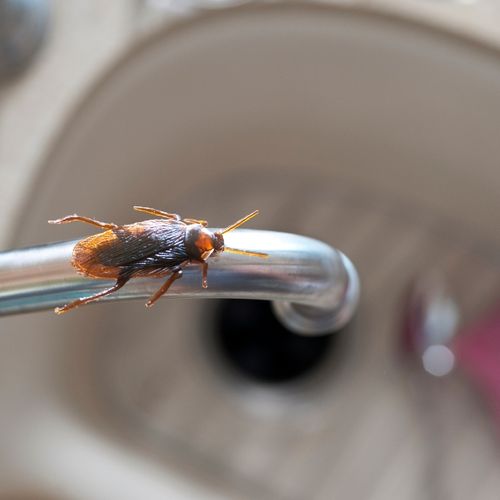 Cockroach on a faucet