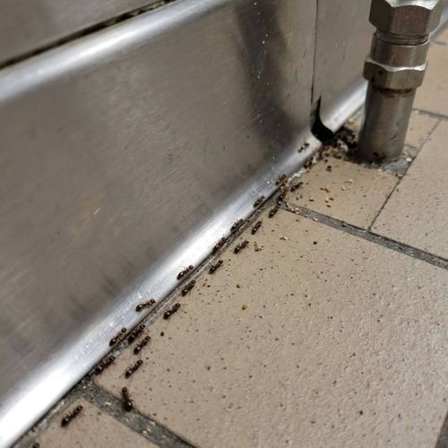 commercialant (1) (1).jpg