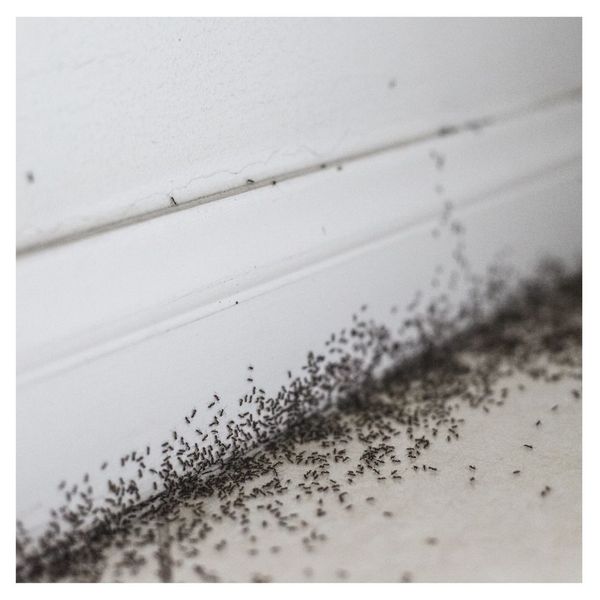 The Benefits of Regular Pest Maintenance Programs 1.jpg