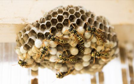 WASP_NEST_-RS.jpg