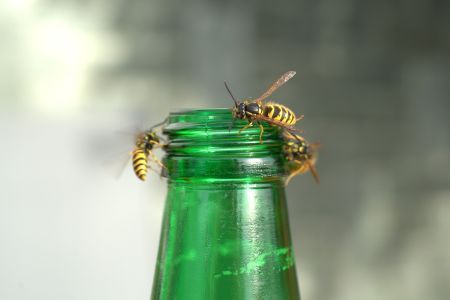 STINGING_INSECT_ON_BOTTLE-RS.jpg