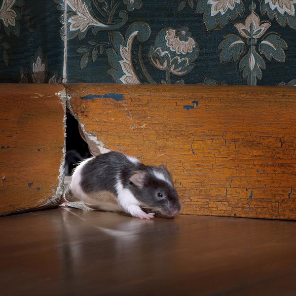 A mouse peeks from a hole in a wooden wall. mouse.jpg