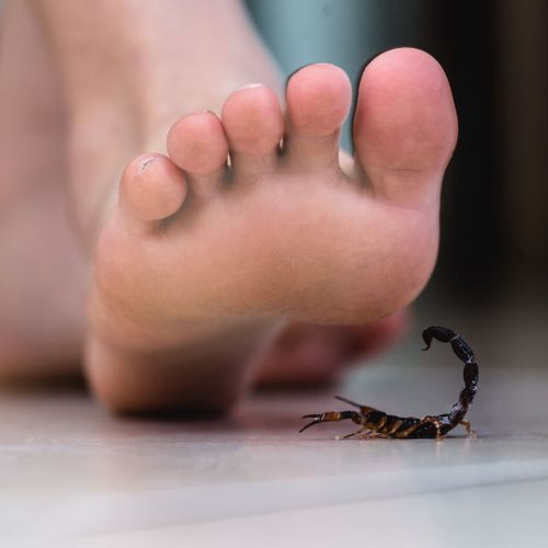 almost stepping on scorpion