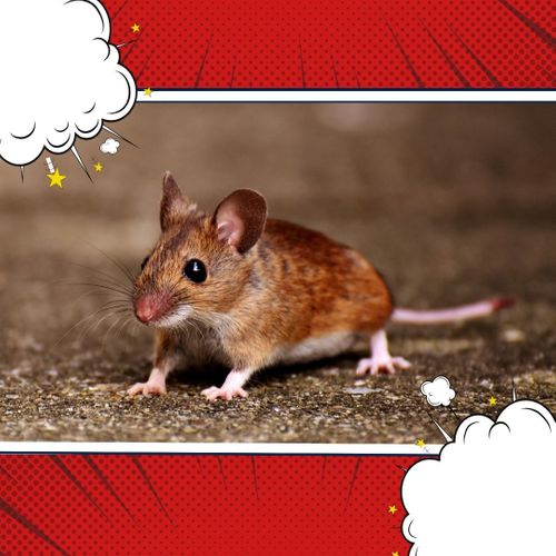 Rodent Control 1.jpg