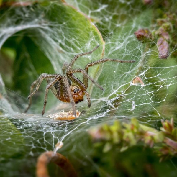 a mother spider in her web spiders5.jpg