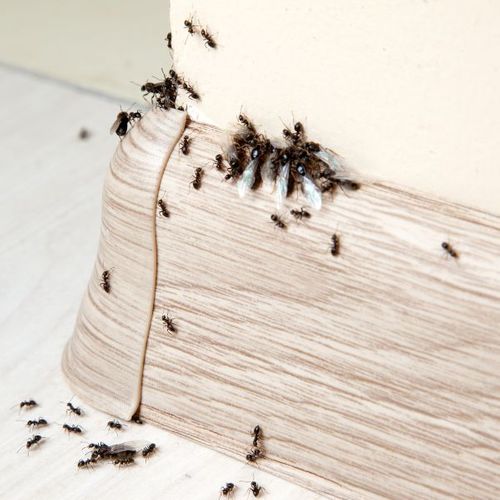 ants in home