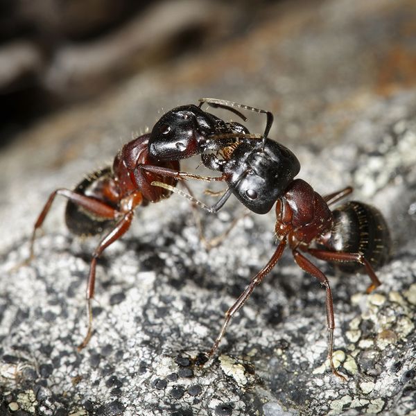 ants1.jpg