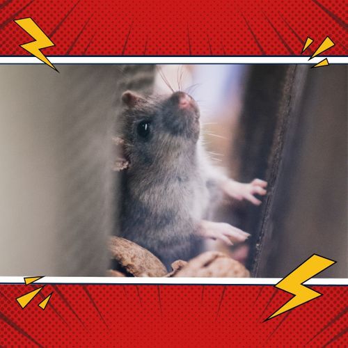 Rodent Control 4.jpg