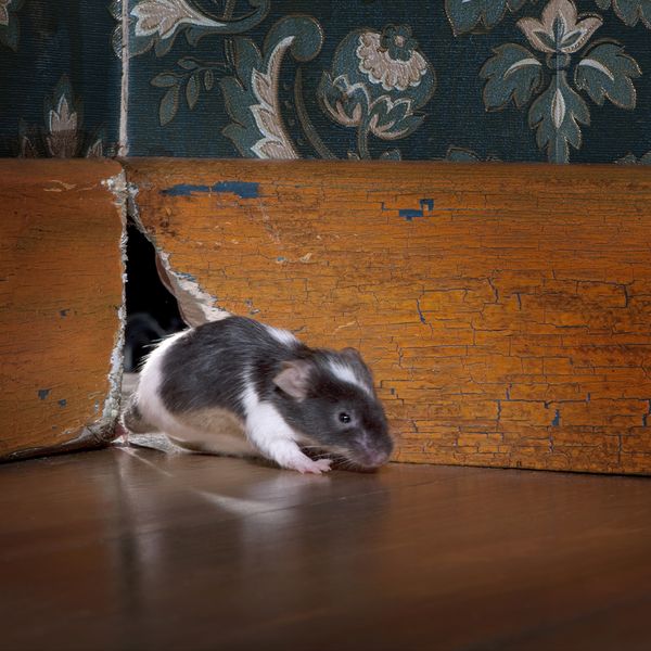 mice.jpg