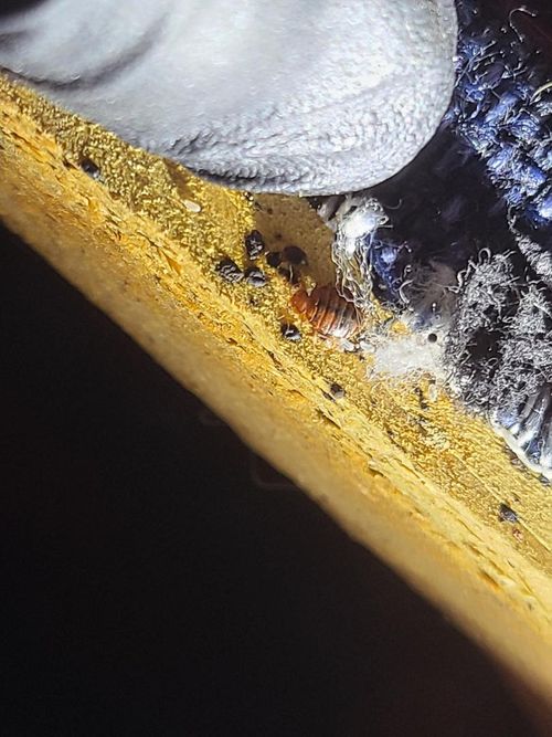 Bed Bugs 2.jpg